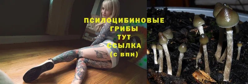 Галлюциногенные грибы Magic Shrooms Красноармейск